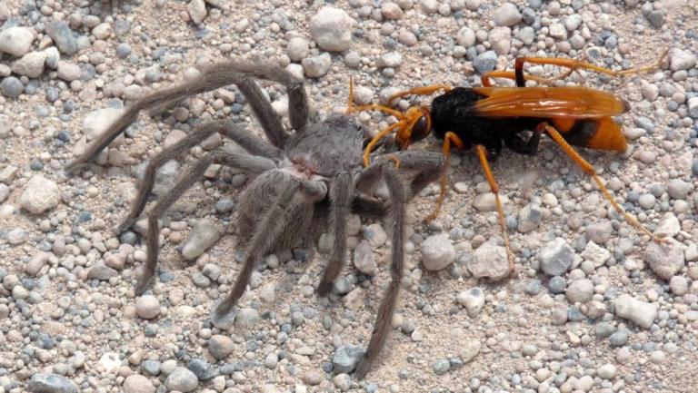 Insekt schleppt Spinne weg